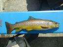A Nice Watten Trout For Stuart Paton 14th May 10